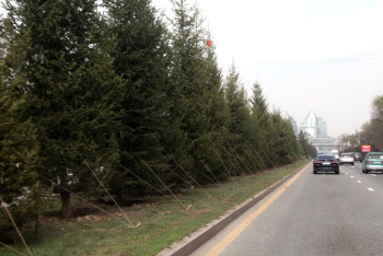 Фотография к новости: В Алматы за два дня высадят более 6 тысяч деревьев