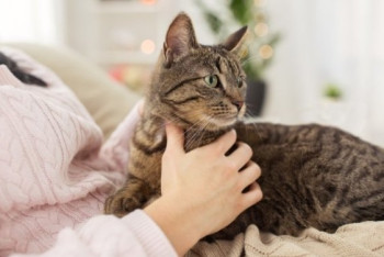 Фотография к новости: Вакцина против аллергии на кошек может появиться уже в 2020 году 