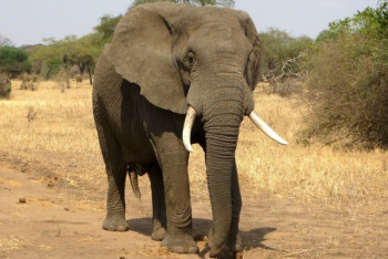 Фотография к новости: В Индии при нападении слона погибли пять человек 