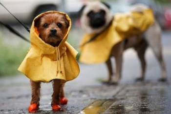Фотография к новости: Штормовое предупреждение объявлено в Туркестанской области и ВКО 