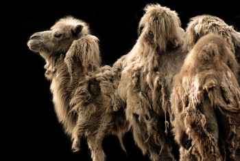 Фотография к новости: Обитатели алматинского зоопарка меняют "гардероб" 