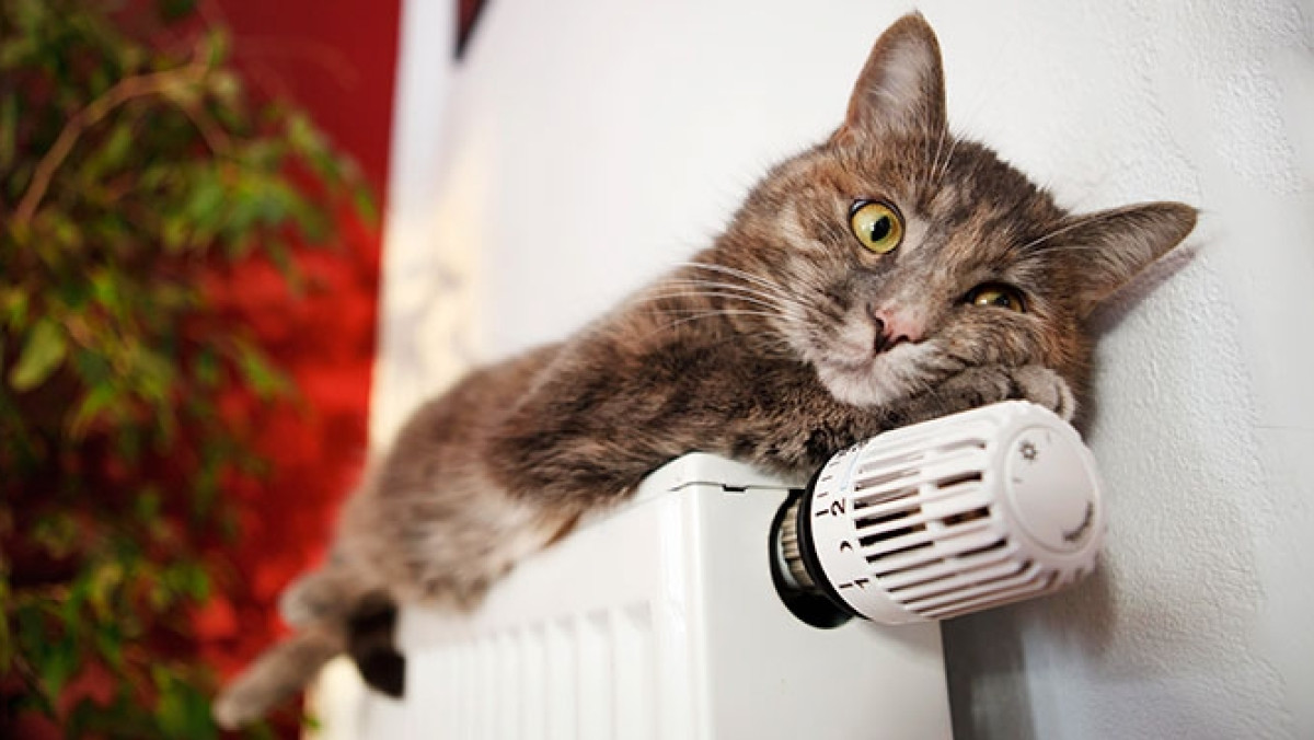  Телеканал "Звезда"