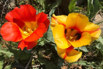 Фотография к новости: Резкое повышение температуры обещают синоптики в Казахстане 