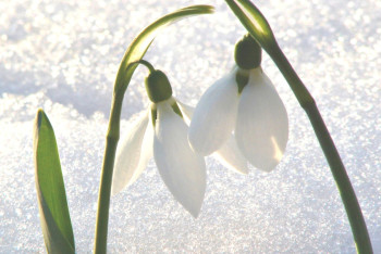 Фотография к новости: Снег и мороз обещают синоптики в Казахстане 