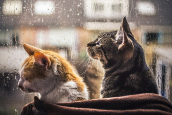 Фотография к новости: Дождь и мокрый снег прогнозируют синоптики в Казахстане 