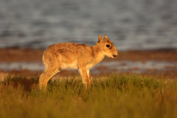 Фотография к новости:  У сайгаков начался сезон рождения детенышей