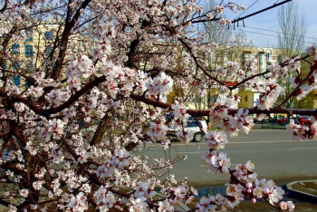 Фотография к новости: Синоптики рассказали о погоде в Казахстане 27 апреля
