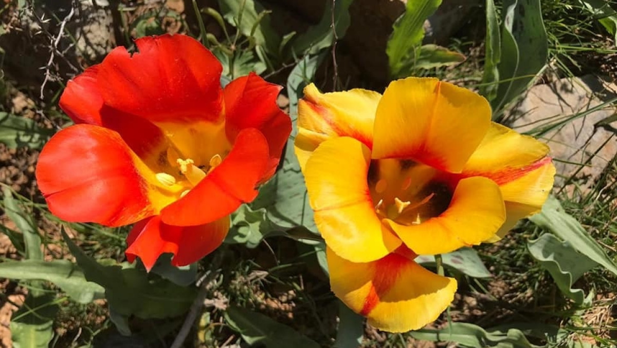  из открытых источников 