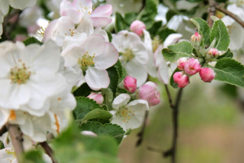 Фотография к новости: В столице Казахстана заложили яблоневый сад