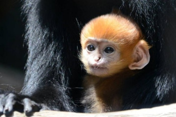 Фотография к новости: Редкие обезьяны родились в заповеднике Китая 