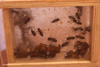 Фотография к новости: В Павлодарской области впервые начали лечить пчелоужалением