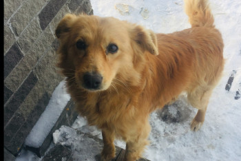 Фотография к новости: Сайт для поиска потерянных питомцев открыли в Алматинской области  