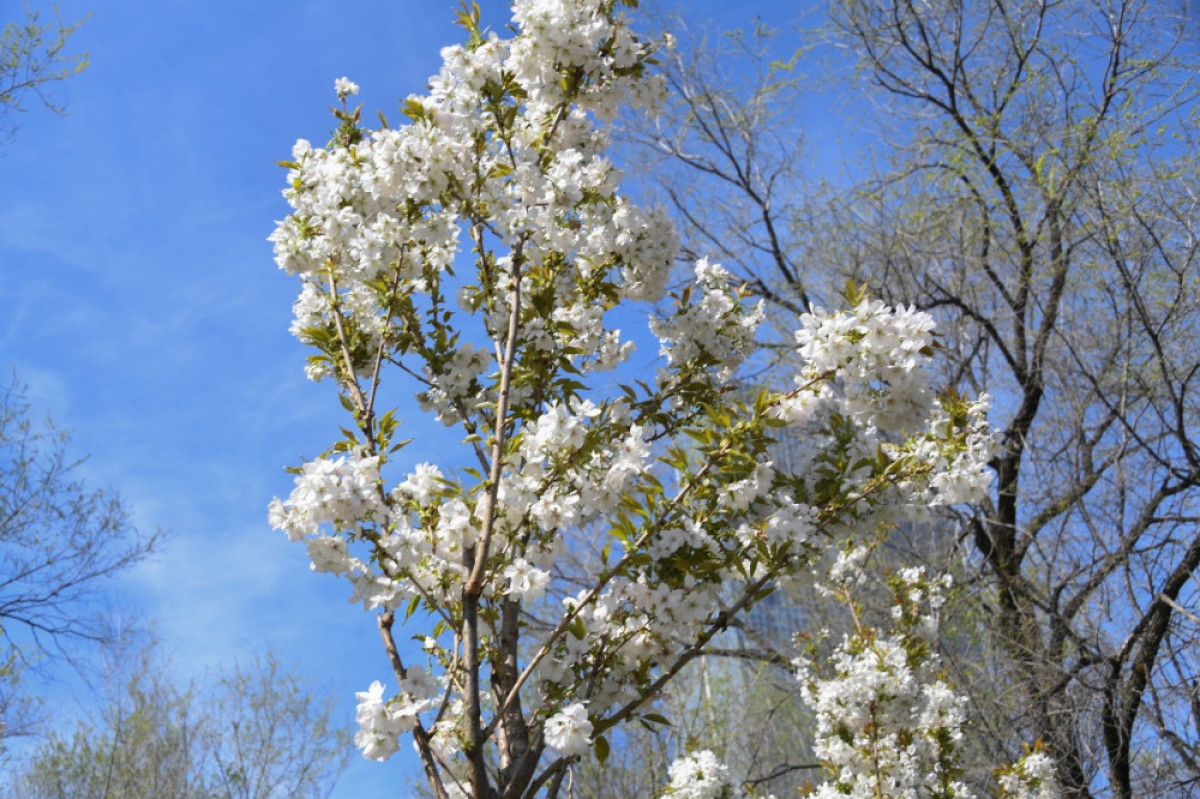  акимат Алматы