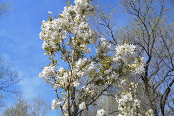 Фотография к новости: Аллея японской сакуры   появится в Алматы