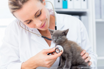 Фотография к новости: Свыше 430 ветеринарных пунктов в Казахстане требуют капитального ремонта