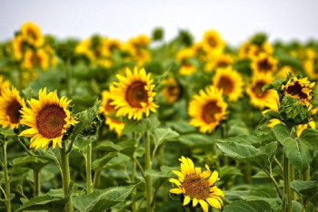 Фотография к новости: В СКО расширяет производство завод по переработке масличных культур