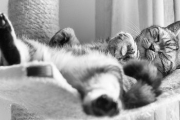 Фотография к новости: Безделье полезно для психического здоровья, утверждают психологи