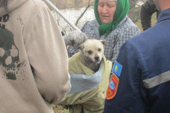 Фотография к новости: В ВКО спасатели вызволили собаку из реки 