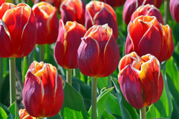 Фотография к новости: О погоде в Казахстане 1 мая рассказали синоптики 