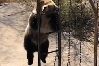 Фотография к новости: Танцующая медведица стала новой звездой соцсетей