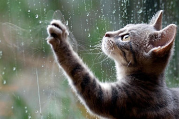 Фотография к новости: На большей части Казахстана 14 апреля пройдут дожди