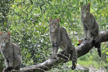 Фотография к новости: Власти Австралии убьют 2 млн кошек для спасения других видов животных