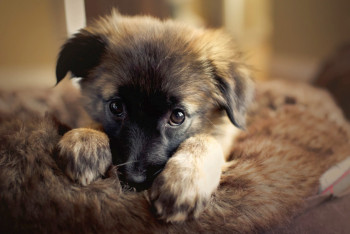 Фотография к новости: В Риддере спасли щенка, просидевшего под контейнерами четыре дня 