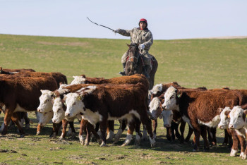 Фотография к новости: Более 45 млрд тенге выделят на проведение ветеринарных мероприятий в Казахстане