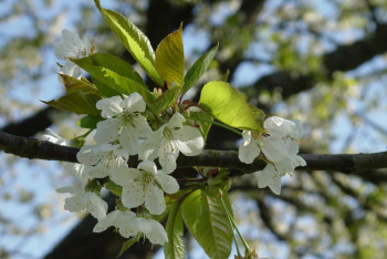 Фотография к новости: Синоптики рассказали о погоде в Казахстане 7 мая