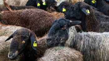 Фотография к новости: Курбан айт в Астане: Непогода, заполненные мечети и самый доходный день животноводов