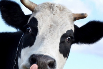 Фотография к новости: "Цивилизованные" коровы в Щучинске умилили Казнет