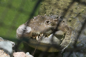 Фотография к новости: Крокодил выбил стекло из-за насмешек посетителя в алматинском зоопарке