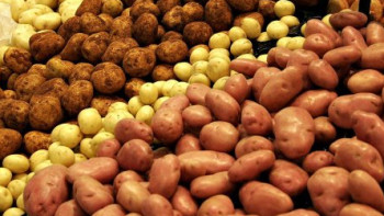 Фотография к новости: 27 тонн картофеля продано на ярмарке в Уральске 