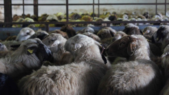 Фотография к новости: Карагандинские экспортёры отправили в Китай очередную партию баранины