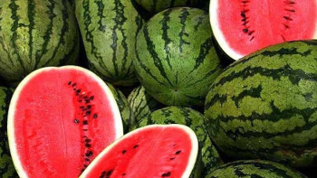 Фотография к новости: Арбузный фестиваль пройдет в Алматы