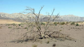 Фотография к новости: В Казахстане запрет на вырубку саксаула продлили на пять лет 
