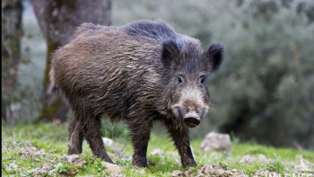 Фотография к новости: В РК ограничен ввоз животных, мяса и птицы из Монголии, Дании и Германии 