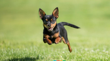 Фотография к новости: Украденную в Алматы собаку редкой породы нашли в ВКО 