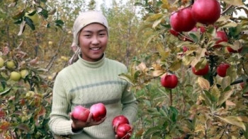 Фотография к новости: Немецкий ученый вылечил аллергию с помощью казахстанских яблок