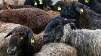 Фотография к новости: Последствия празднования Курбан-айта в Капшагае прокомментировал акимат