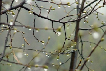 Фотография к новости: Осадки обещают синоптики 25 марта в Казахстане