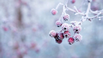 Фотография к новости: Мороз и ветер прогнозируют синоптики на большей части Казахстана 1 декабря 