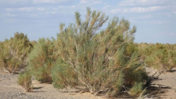 Фотография к новости: Запрет на вырубку саксаула продлили в Казахстане