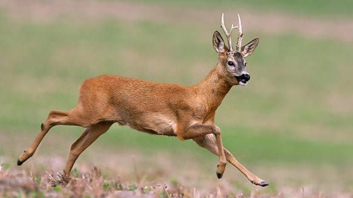  Из открытых источников