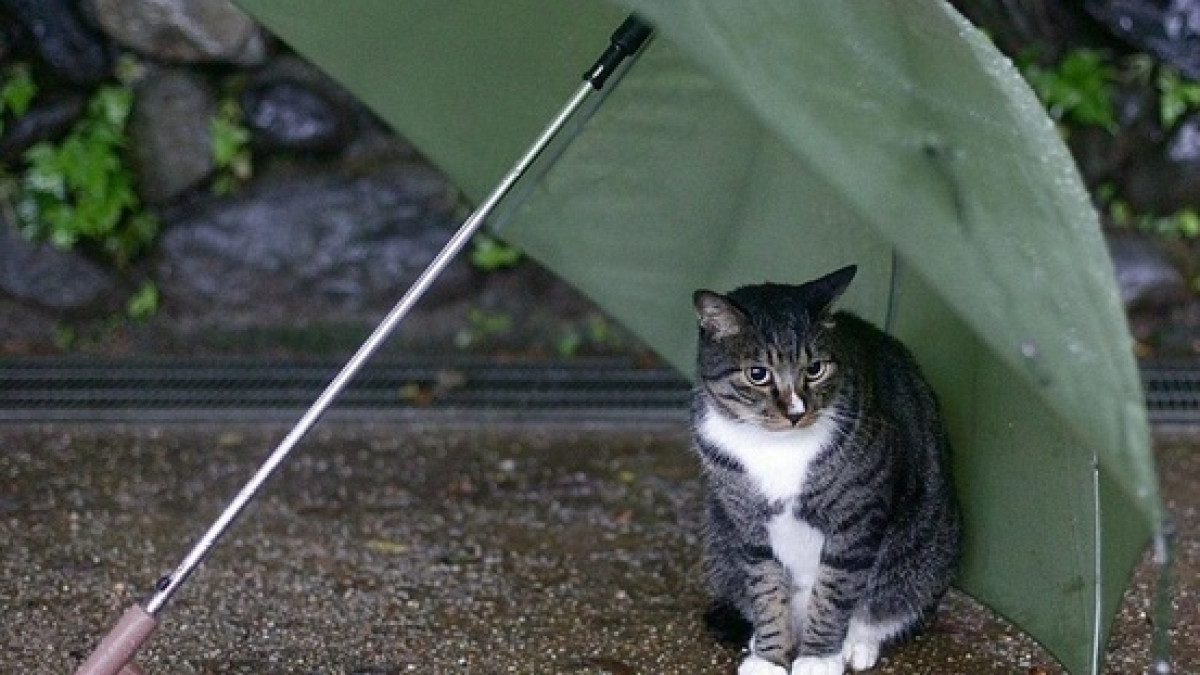  Из открытого источника 