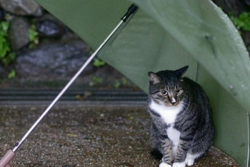 Фотография к новости: Дождь ожидается на востоке и юге страны 15 апреля 