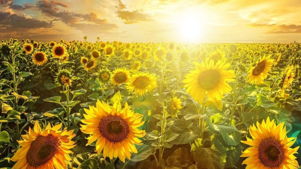  Из открытых источников 