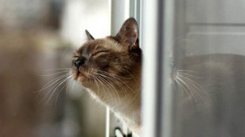 Фотография к новости: Тёплая погода сохранится на территории Казахстана ещё несколько дней  