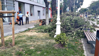 Фотография к новости: Незаконно спиливших деревья на Арбате задержала полиция Алматы