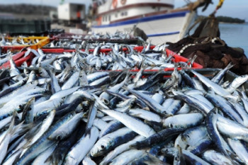 Фотография к новости: Управление рыбной промышленности будет создано в Атырау  